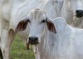 Pecuária brasileira evolui e se firma como potência global em carne bovina