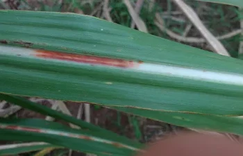 CTC anuncia descoberta do agente causal da murcha da cana