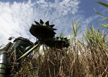 Colorado faz oferta por Usina Continental da Raízen em SP
