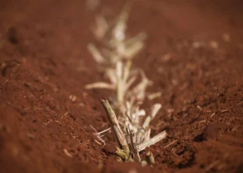 Estudo reforça a importância do fertilizante orgânico para o solo e produtividade
