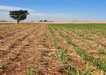 O uso da irrigação para minimizar os efeitos das queimadas nos canaviais