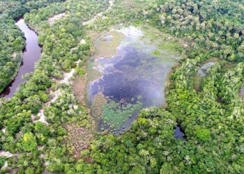 Projeto de geração de créditos de carbono da Usina Coruripe é apresentado na COP-30
