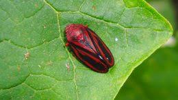 Pesquisadores identificam nova cigarrinha-da-cana resistente a inseticidas