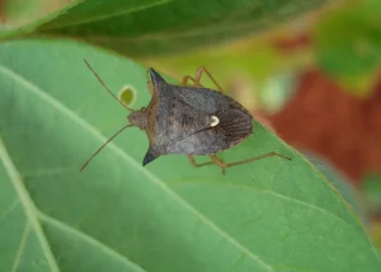 As pragas que ‘somem’ no inverno e voltam com força em dezembro