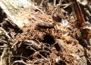 Complexo de pragas ameaça produtividade da cana-de-açúcar e reforça necessidade de manejo estratégico