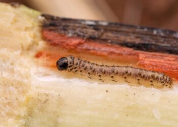Verão intensifica infestação da broca-da-cana e exige atenção redobrada nos canaviais
