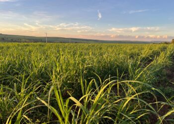 Produtores da Canaoeste reforçam gestão agronômica e aceleram adoção de tecnologia em safra desafiadora