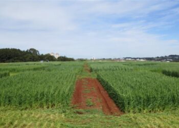 Brasil propõe solução para ILUC nos biocombustíveis