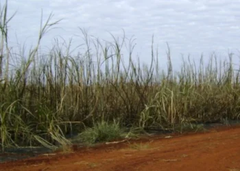 MP de Alagoas ajuíza ação contra usina Utinga Leão por queimadas de cana em Pilar