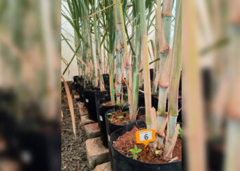 PangeiaBiotech é licenciada pela UFV para desenvolver cana transgênica RB e busca usinas parceiras