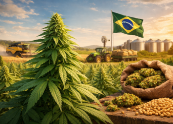 Maconha no agro brasileiro? Entenda por que a cannabis entrou oficialmente na pauta da pesquisa agrícola