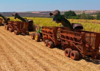 Usina Santa Isabel transfere pesagem para o campo, mede o peso da muda ainda na colheita e otimiza logística agrícola