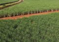 Cana-de-açúcar traz bons resultados para Pernambuco na safra 2022/2023