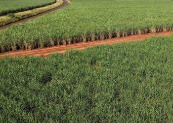 Cana-de-açúcar traz bons resultados para Pernambuco na safra 2022/2023