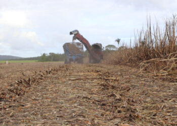 Estiagem prolongada desafia produtores de cana em Alagoas