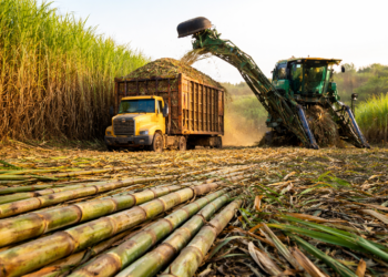 Custos de produção de cana devem cair entre 5% e 7% na safra 2026/27, aponta Pecege