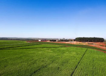 Denusa é destaque em produtividade agrícola em Goiás e no Brasil
