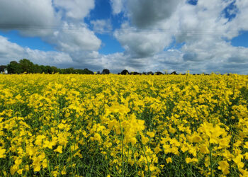 Biocombustível de canola de segunda safra pode reduzir emissões da aviação em até 55%
