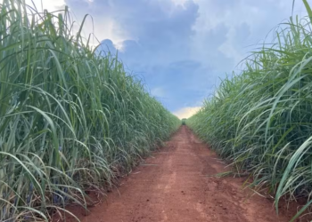 Unica e Orplana fecham acordo sobre novas regras do Consecana