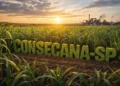 Atualização do Consecana-SP prevê ajuste de 4,5% com aplicação retroativa a 2024/25