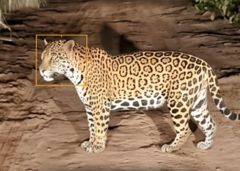 Onça-pintada é flagrada em área de usina em Minas Gerais