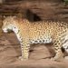 Onça-pintada é flagrada em área de usina em Minas Gerais