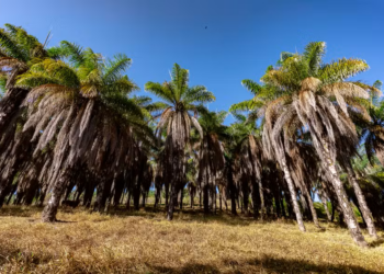 Acelen Renováveis inicia implantação de biorrefinaria de US$ 1,5 bilhão na Bahia