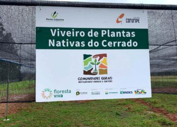 Construção de viveiro no Norte de Minas transforma sementes do Cerrado em estratégia de restauração ambiental e renda para a comunidade
