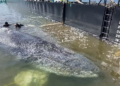 Baleia que encalhou na Alemanha e foi achada morta na Dinamarca vai ser ‘transformada’ em biodiesel