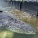 Baleia que encalhou na Alemanha e foi achada morta na Dinamarca vai ser ‘transformada’ em biodiesel