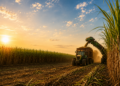 Confira o ranking dos maiores estados produtores de cana na safra 2026/27, segundo estimativa da Conab