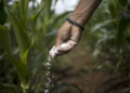 Entregas de fertilizantes em abril caem 6%, para 2,7 milhões de toneladas, diz Anda