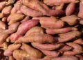 Com investimento de R$ 20 milhões, empresa amplia produção de etanol usando batata-doce
