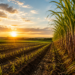 Mais de 600 mil hectares: veja os estados com as maiores áreas de plantio de cana na safra 2026/27