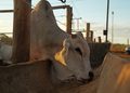 Inpasa e UFG realizam estudo sobre o uso de DDGS de sorgo no confinamento de bovinos