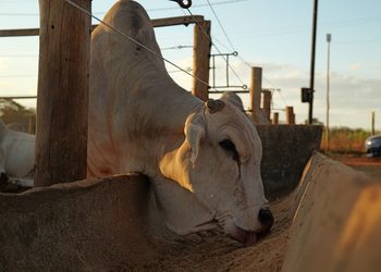 Inpasa e UFG realizam estudo sobre o uso de DDGS de sorgo no confinamento de bovinos