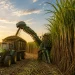 StoneX reduz moagem de cana em 2026/27, mas prevê safra recorde em 2027/28