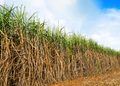 Safra 2027/28 pode atingir 650 milhões de toneladas de cana
