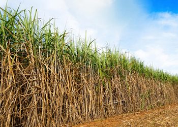 Safra 2027/28 pode atingir 650 milhões de toneladas de cana
