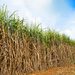 Safra 2027/28 pode atingir 650 milhões de toneladas de cana