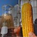 Mato Grosso deve produzir 61% de todo o etanol de milho do Brasil