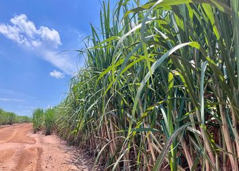 Produtividade da cana cresce, mas queda do ATR pressiona produtores